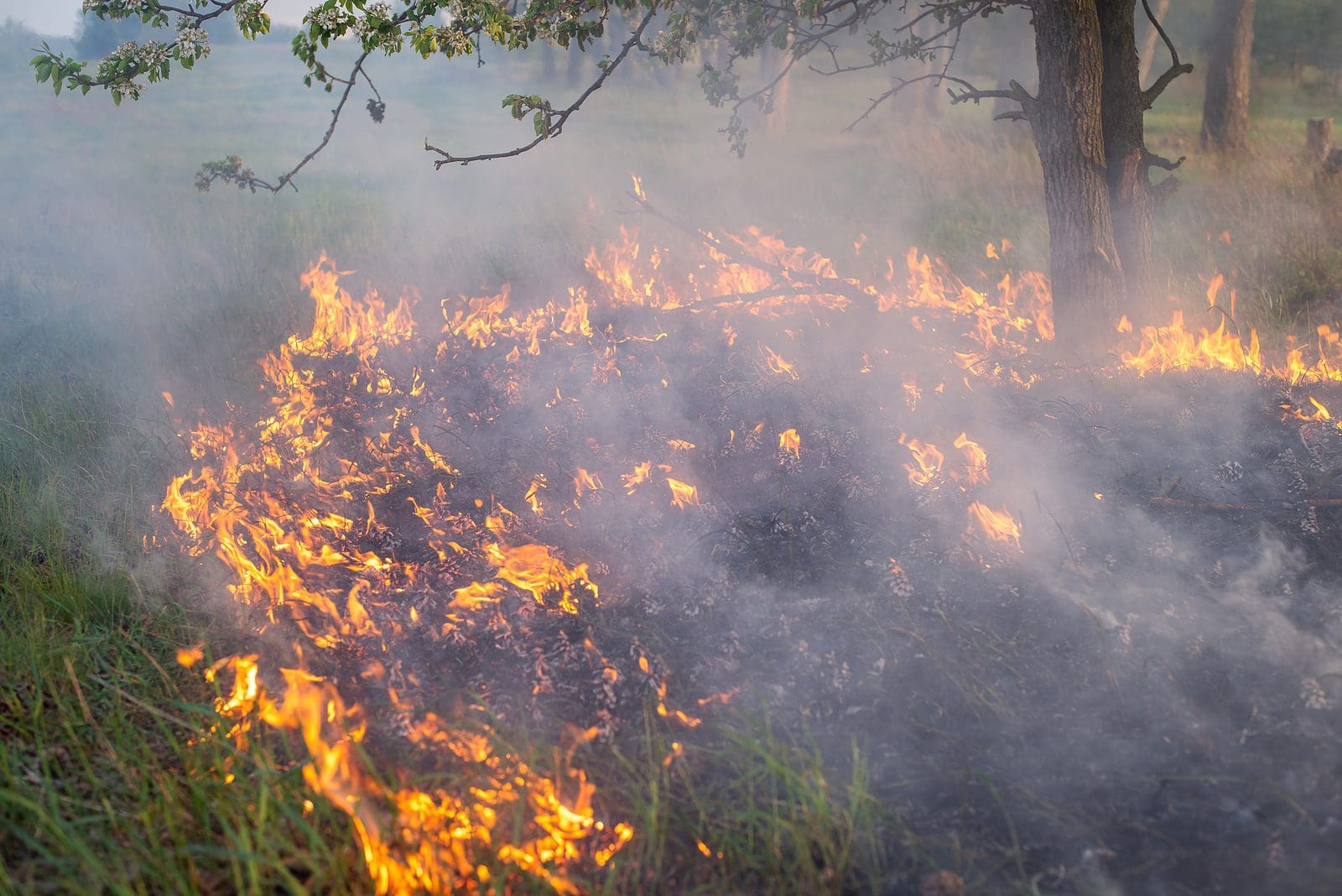 Minnesota Sends Firefighters to Help Fight Canadian Wildfires