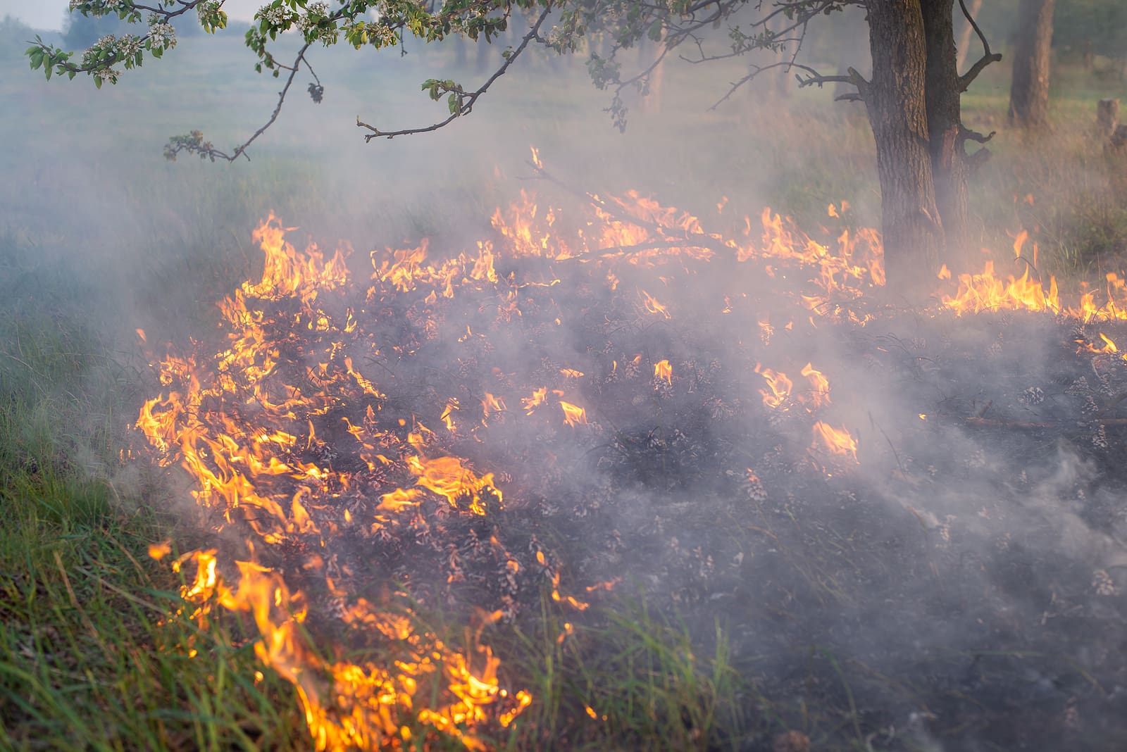 FEMA Authorizes Funds - Horse Creek Fire in Alaska