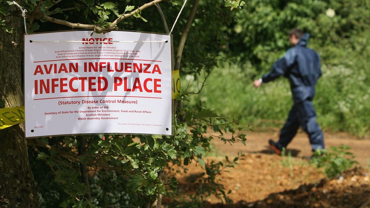 Truck transporting deceased avian flu ducks rolls over in Indiana, triggers hazmat team intervention. 3 avian flu sign